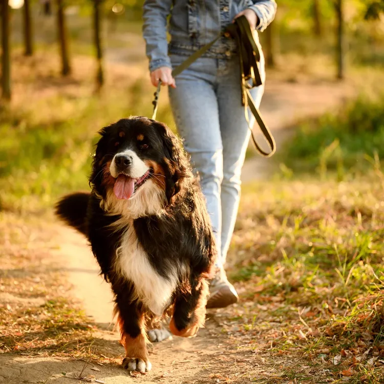 Hund läuft an einer Leine, Person geht dahinter - Tiersitter:in