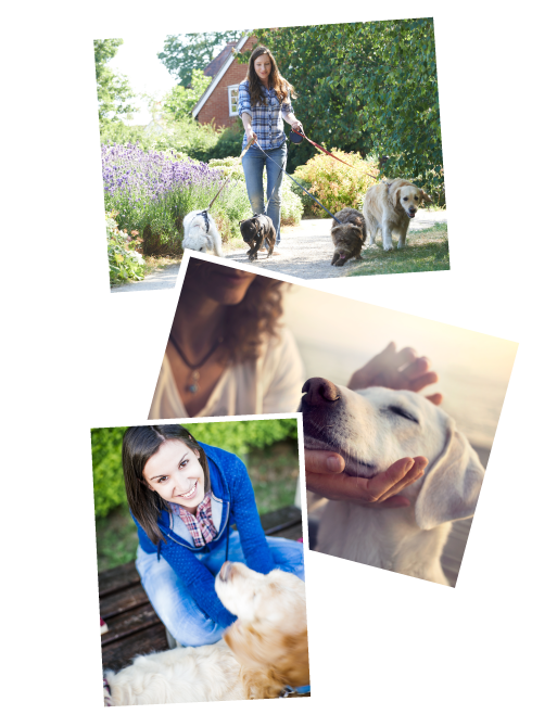 Hundebetreuung in Kitzbühel Hundebetreuung in Kitzbühel